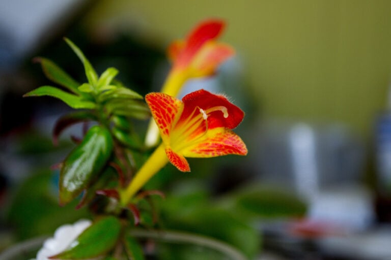 Goldfish Plant (Columnea Gloriosa)