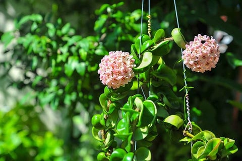 Hoya Carnosa Compacta
