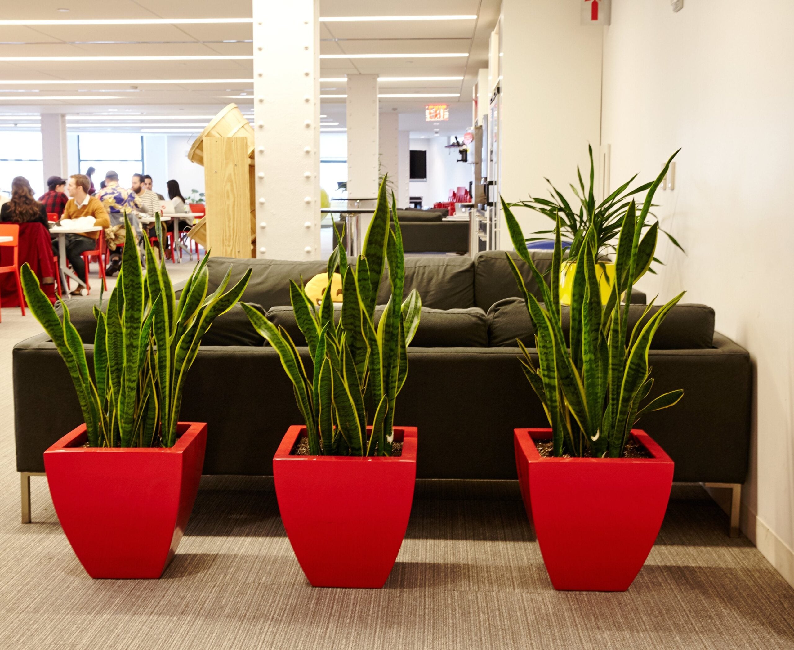Medium-sized plants in medium pots