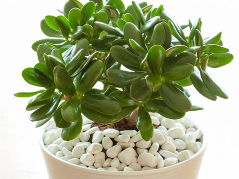 25 Best Small Plants For Home And Apartments 10 Jade plant