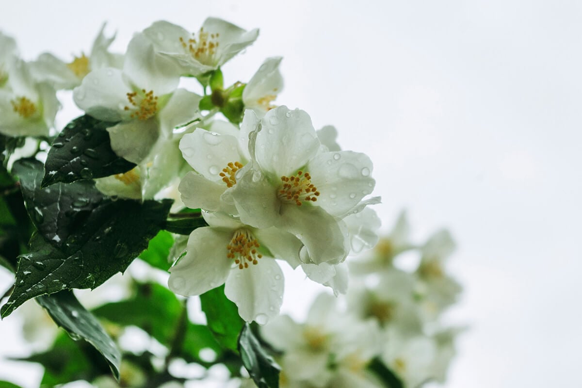 group of jasmine plants with dewy green leaves; cluster of plants