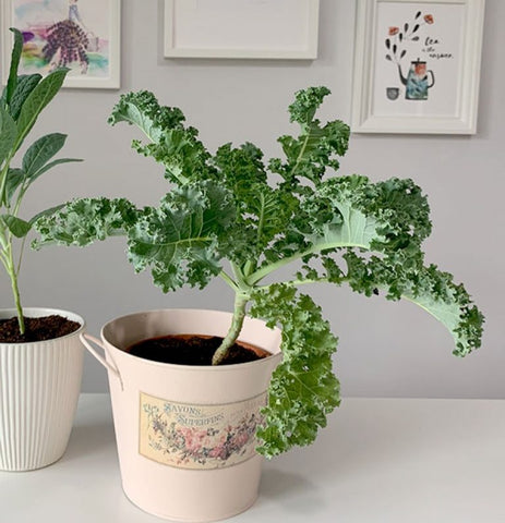 25 Best Small Plants For Home And Apartments 26 Kale