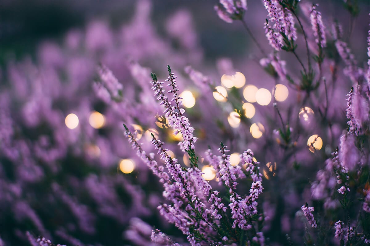 lavender, closeup and blurry shot of lavender plants in a field