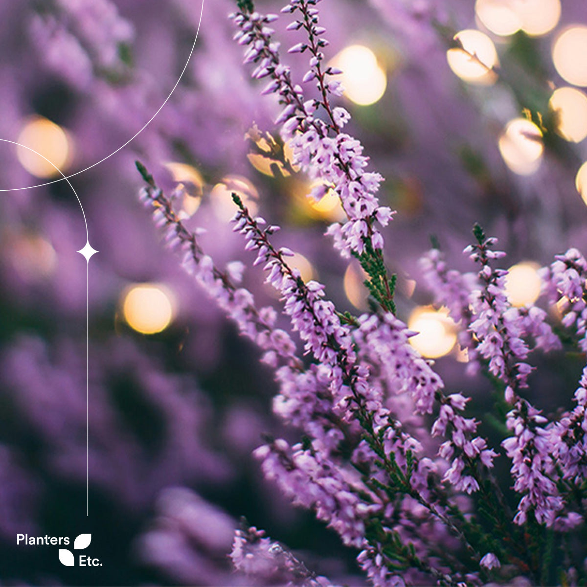 Close-up of blooming lavender flowers glowing in soft evening light, with delicate purple petals set against a dreamy bokeh background, capturing the soothing elegance and sensory charm of this beloved herb.