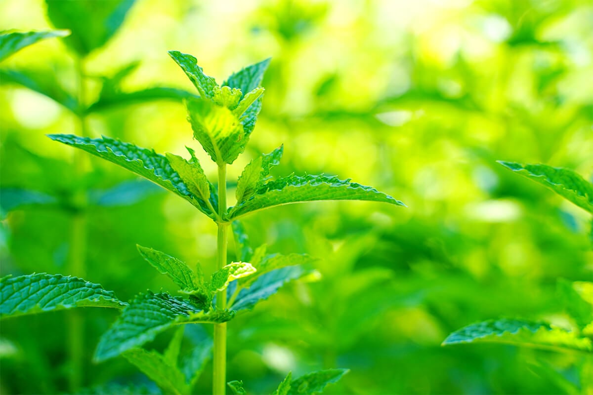 lemon balm plants in a field, full field of greens with lemon balms up close