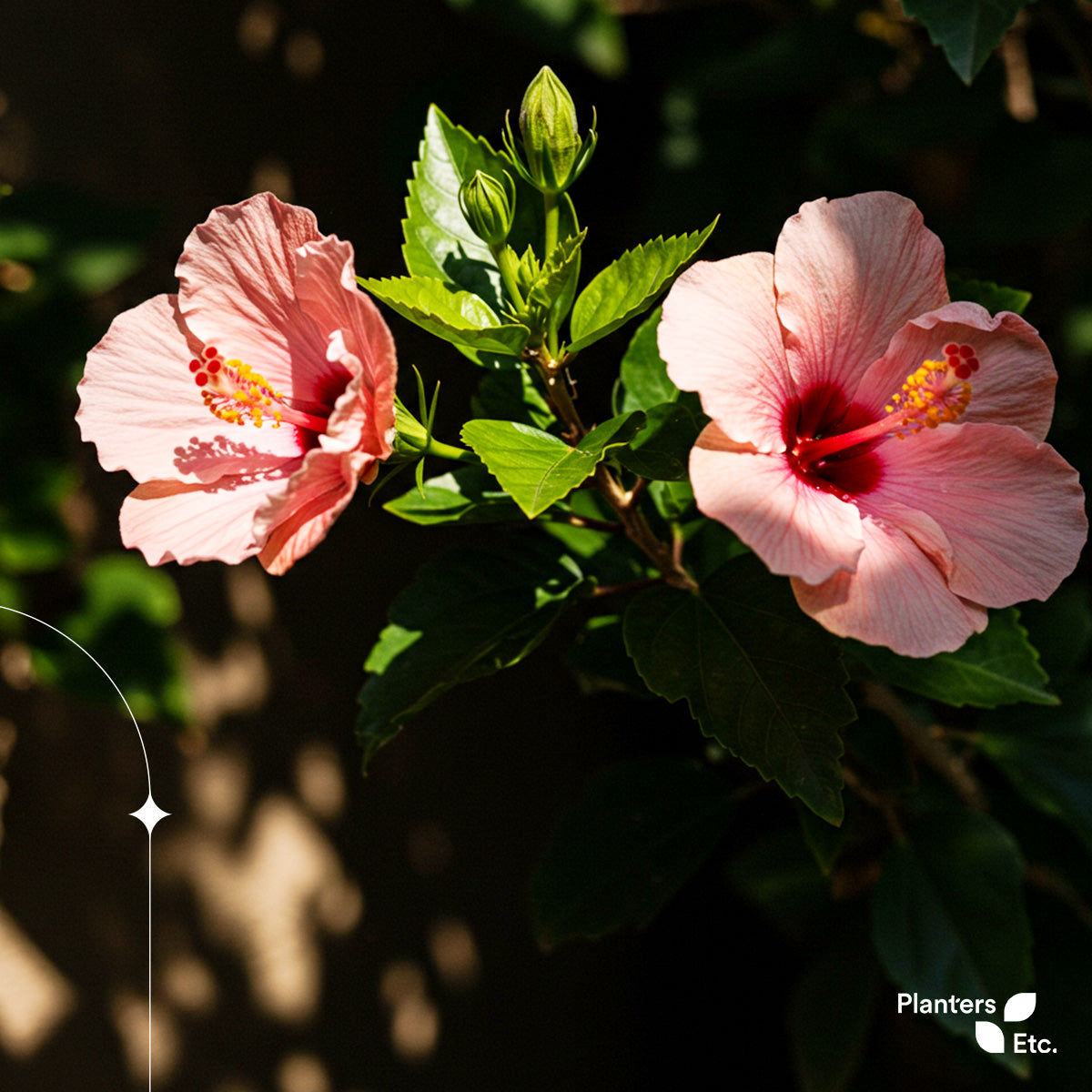 Two delicate pink hibiscus blooms unfurl gracefully in the sunlight, their petals softly glowing against deep green foliage. Nearby buds hint at more beauty to come, perfectly embodying the rhythm of growth and renewal. Branded with the Planters Etc. logo.