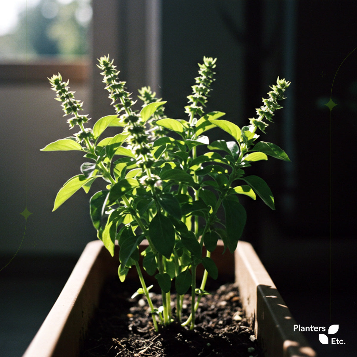 A lush basil plant thriving in a rectangular planter box, bathed in soft natural sunlight streaming through a nearby window—its leafy stems reaching upward as it begins to flower, marking a mature stage in the herb’s life cycle.