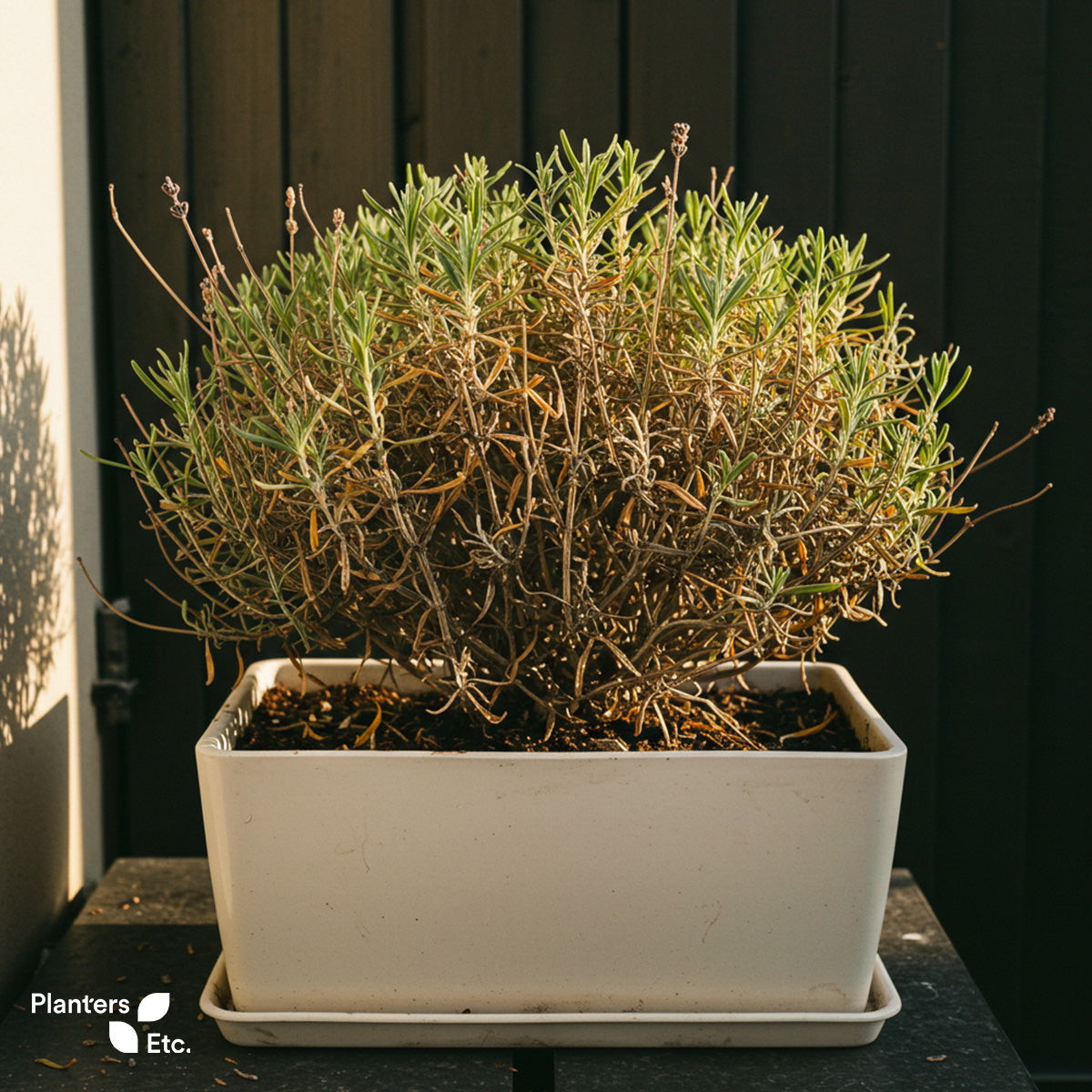 A lavender plant shows signs of aging in its container, with new green growth emerging above older, woody stems—illustrating a natural phase in the herb’s life cycle and a reminder of the importance of regular pruning and care.
