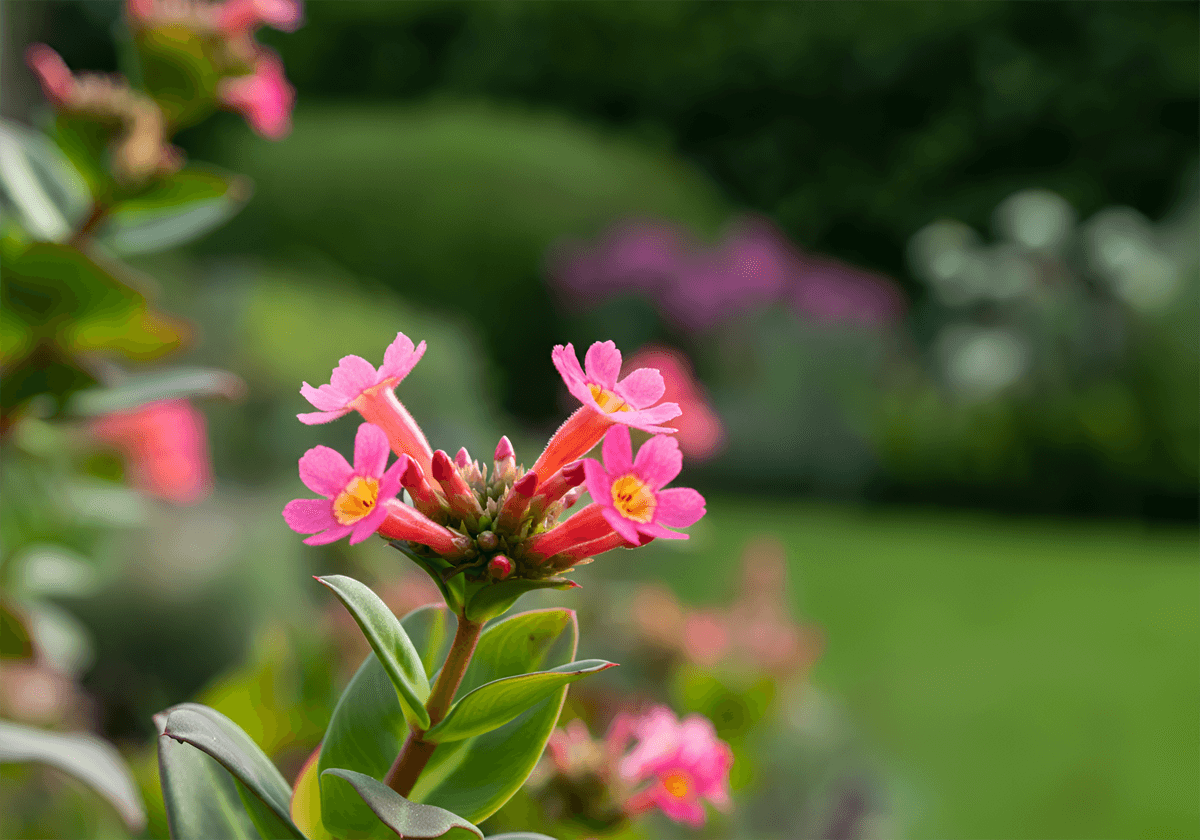 10 Best Indoor Flowering Plants That Bloom All Year 6 A Lipstick Plant with trailing vines and unique red tubular flowers.