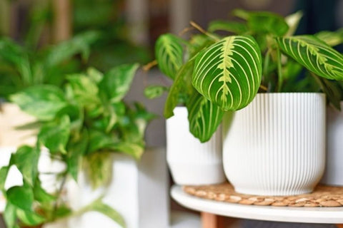 Maranta leuconeura plant