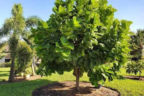 Mature Fiddle Leaf Fig Tree