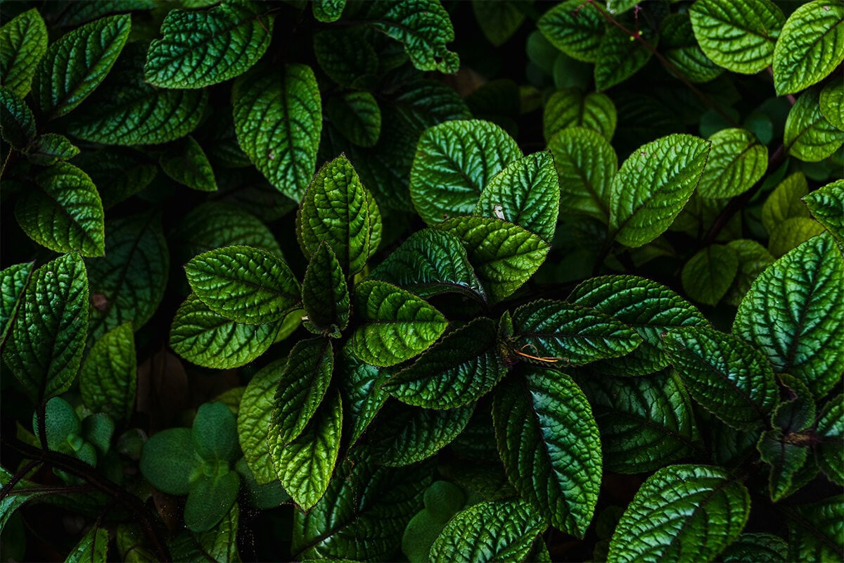cluster of mint leaves seen from above; mint leaves