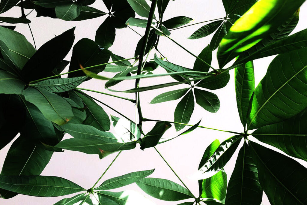 Boosting Workplace Productivity: The Best Plants to Enhance Your Office Space 7 Money Tree Pachira Aquatica