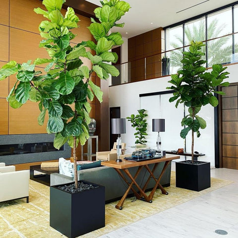 Office Plants Improving Air Quality