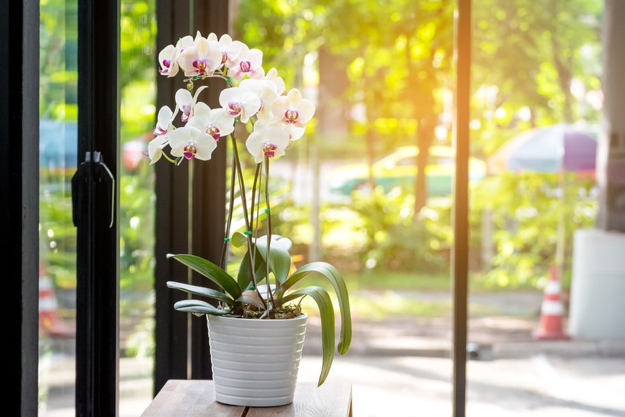 Moth orchids are perfect flowering plants for your indoor gardening