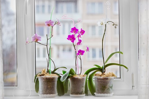 10 Plants That Thrive In North Facing Windows 8 Moth Orchid with vibrant flowers