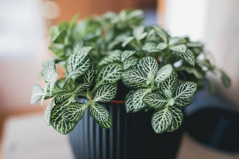 25 Best Small Plants For Home And Apartments 19 Nerve plant