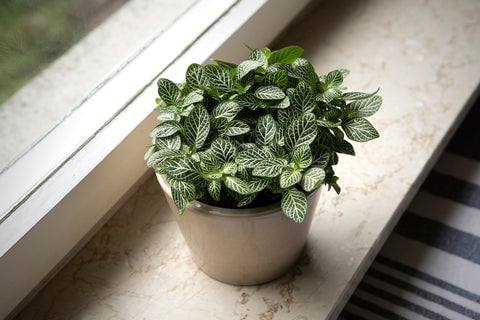 10 Plants That Thrive In North Facing Windows 6 Small slow-growing indoor Nerve Plant on windowsill