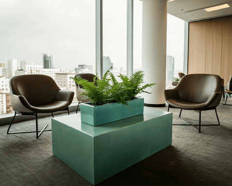 Decorating with Ferns: Elevate Your Space Beyond Flowering Plants 2 Maidenhair Fern on Tabletop
