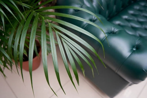 Parlor Palm plant