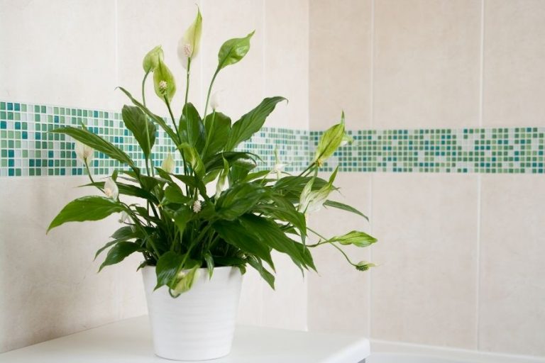 Peace Lily in a stylish planter