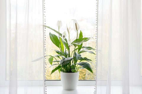 10 Plants That Thrive In North Facing Windows 4 Peace Lily plant
