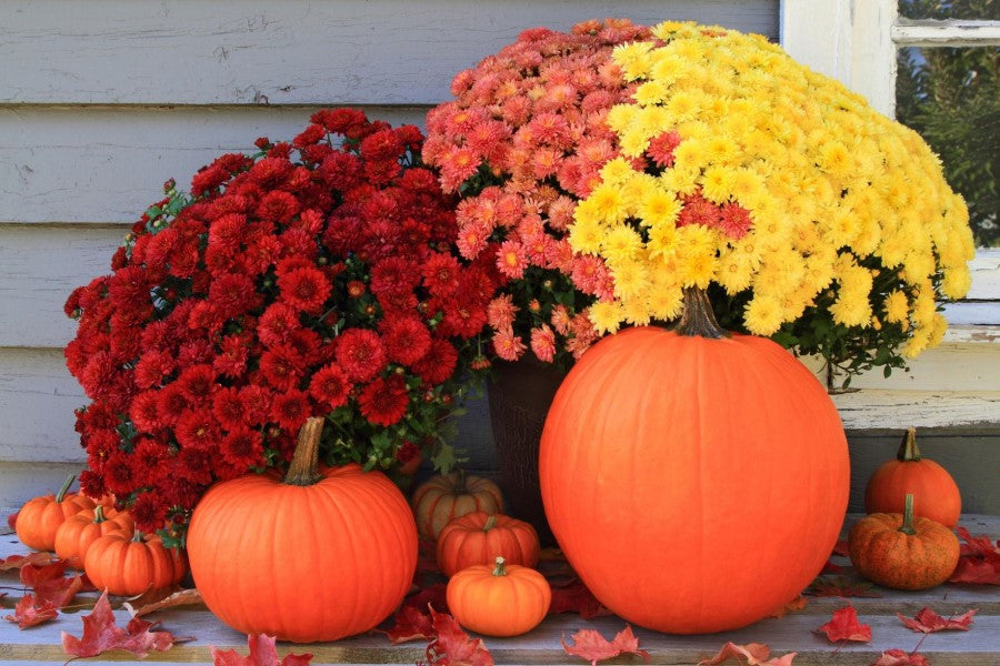 Perennials autumn decor