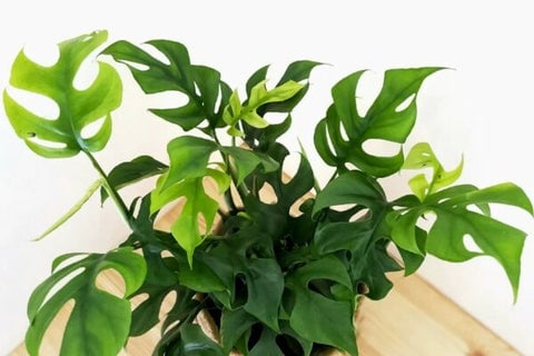 Philodendron Micans
