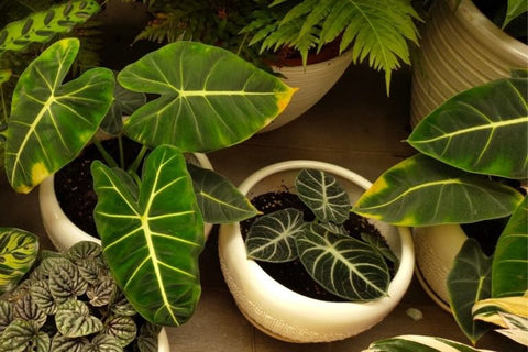 Philodendron in the garden