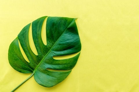 Philodendron plant in bathroom