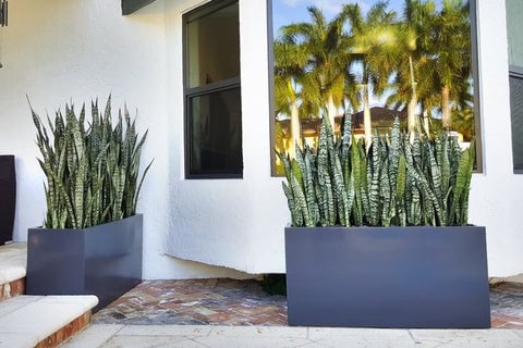 10 Plants That Thrive In North Facing Windows 2 Snake Plant in a rectangular planter