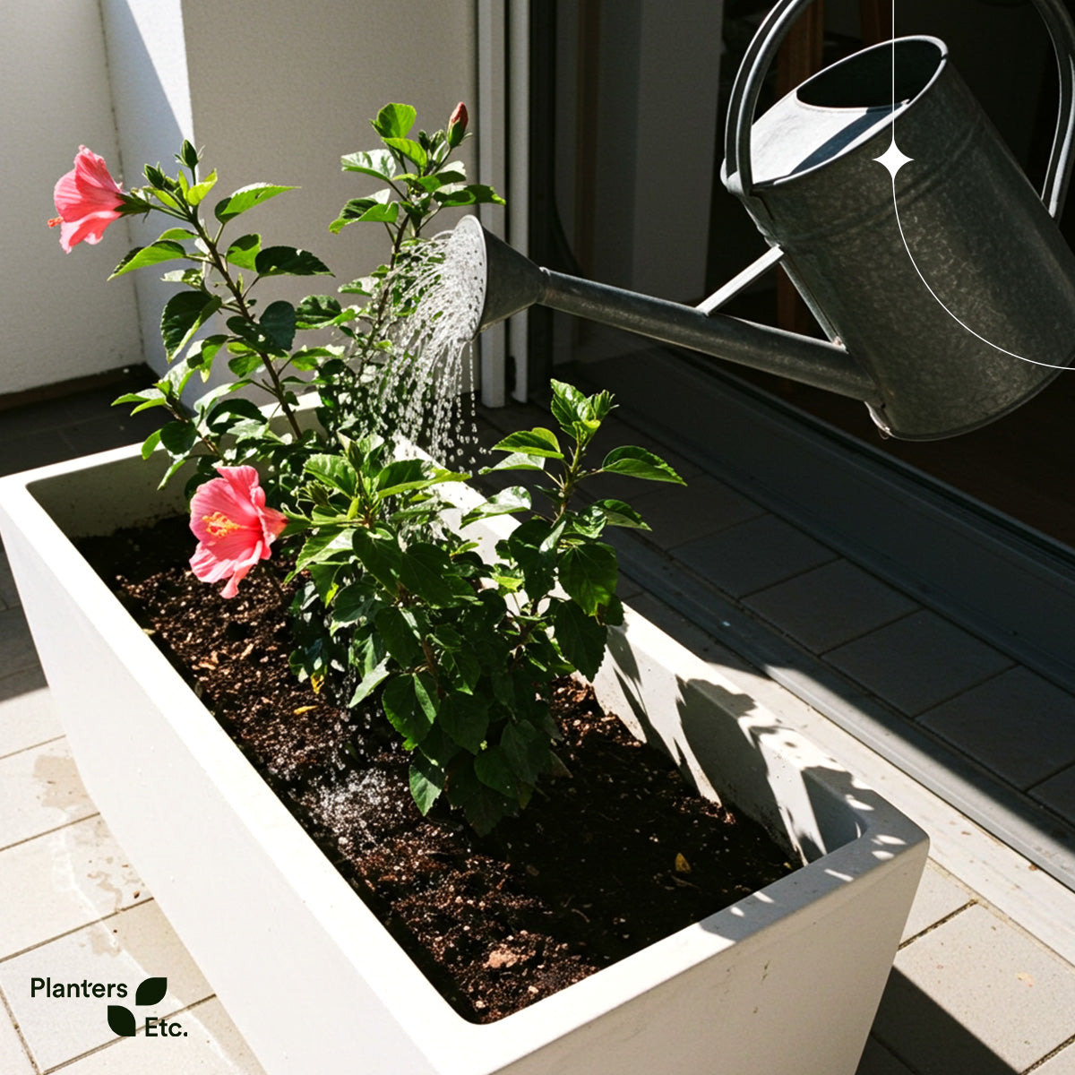 A hibiscus plant is being gently watered with a classic metal watering can, basking in direct sunlight on a tiled patio. The bright pink blossoms and healthy green foliage stand out against the clean white rectangular planter, capturing a moment of dedicated care. Branded with the Planters Etc. logo.