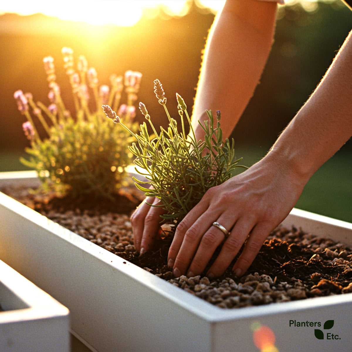 Hands gently planting young lavender into a white rectangular planter at golden hour, highlighting the importance of proper soil and sunlight in establishing thriving herbs.