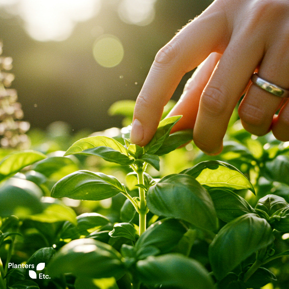ChatGPT said: A close-up of a hand gently pinching the top leaves of a vibrant basil plant in golden morning light, illustrating the care and maintenance required to encourage bushier growth and a healthy harvest.
