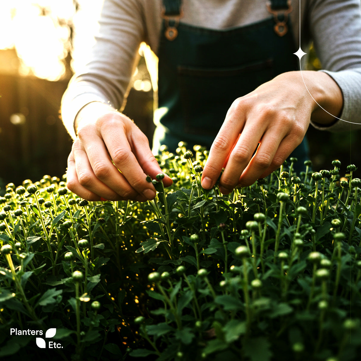 A close-up shot of a gardener's hands gently pinching back chrysanthemum buds, promoting fuller growth and more blooms. The golden sunlight filters through the foliage, highlighting the lush green leaves and emphasizing the care and attention involved in nurturing these fall favorites. Branded with the Planters Etc. logo.