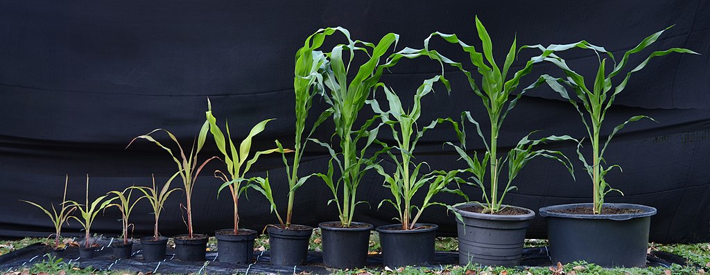 Different plant pots in various sizes