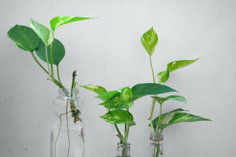 The 10 Best Feng Shui Plants For Home & Business | Enhance Your Health & Wealth 3 A lush Pothos plant with long, trailing green vines.