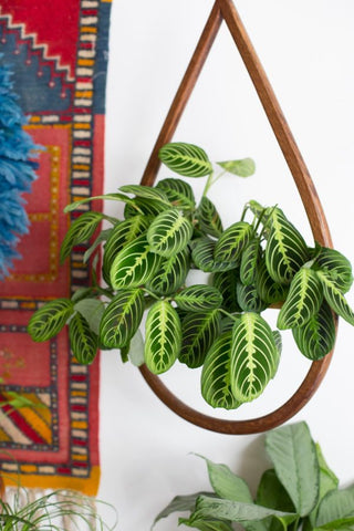 25 Best Small Plants For Home And Apartments 16 Prayer plant