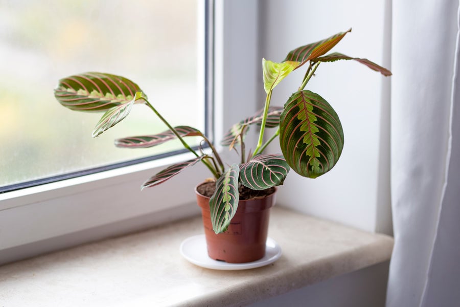Maranta Fascinator Tricolor house plant