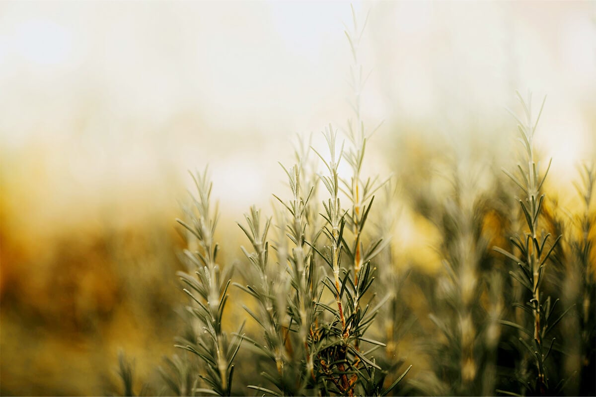golden burred field of rosemary; tight closeup shot green and brownish gold hues of rosemary