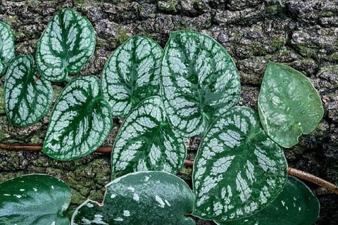 Monstera Dubia