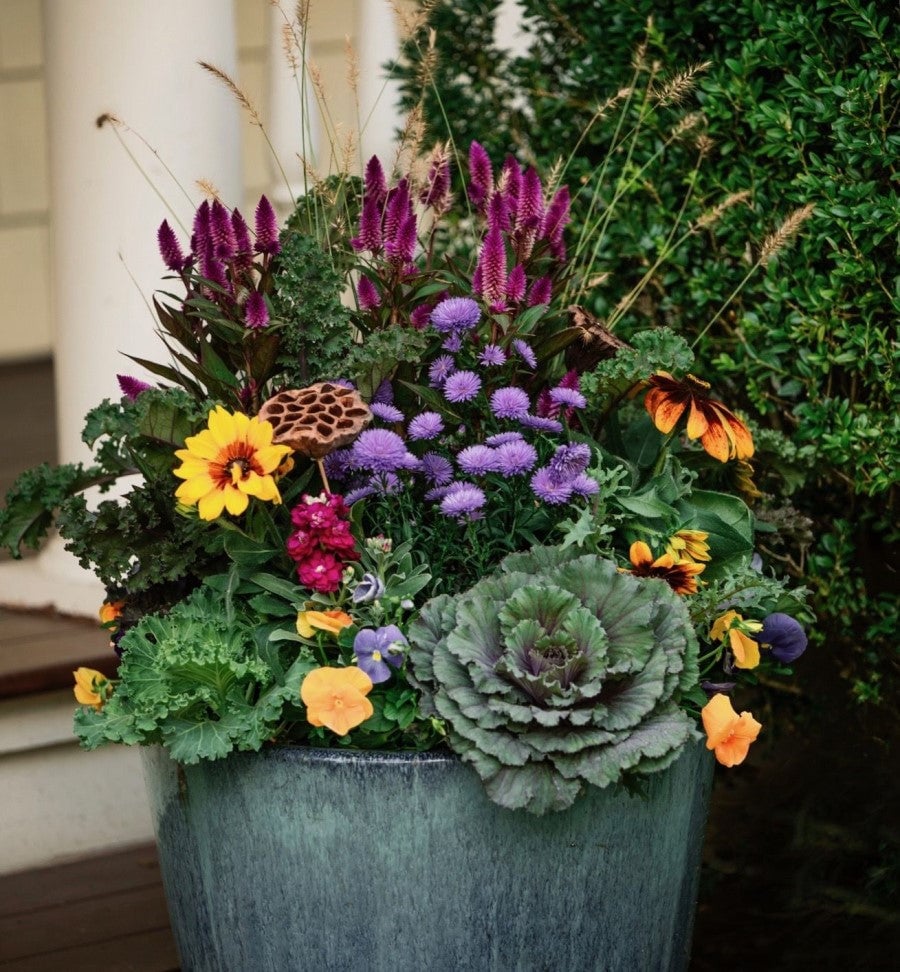 A charming secret garden with spotlight purple