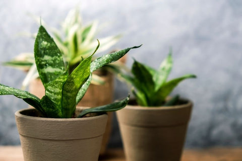25 Best Small Plants For Home And Apartments 3 Snake plant