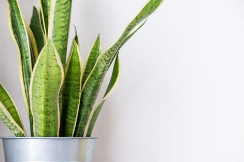 Snake Plant in bathroom