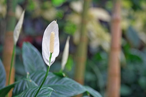 Peace Lily plant