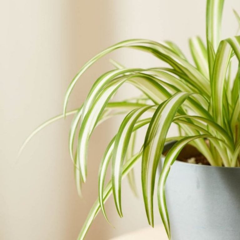 Feng Shui Do 5 Spider plant 768x768 1