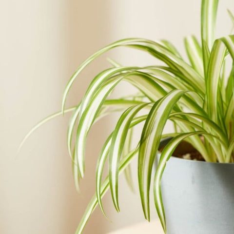 25 Best Small Plants For Home And Apartments 9 Spider plant
