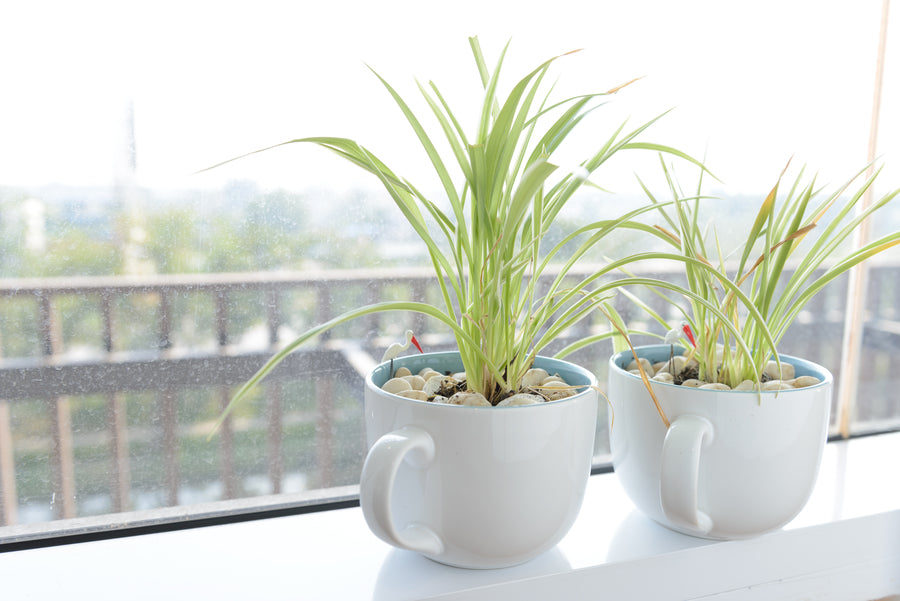 Spider Plant (Chlorophytum comosum)