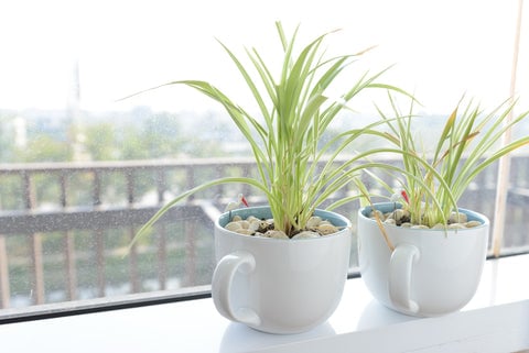 10 Plants That Thrive In North Facing Windows 3 Spider Plant in a hanging basket
