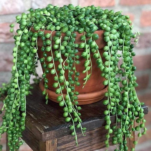 25 Best Small Plants For Home And Apartments 12 String of Pearls plant